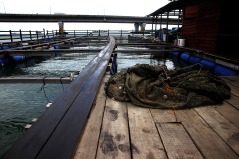 Development is affecting raft houses and badly impacted the fish breeds Kampung Pendas,Gelang Patah,Johor on March 12,2015.-The Malaysian Insider pic by Seth Akmal